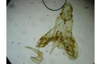 Exoteleia dodecella