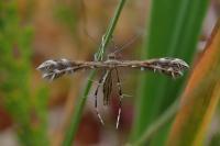 Buckleria paludum