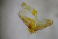 Coleophora milvipennis