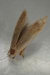 Coleophora flavipennella