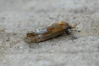 Phtheochroa inopiana