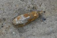 Phtheochroa inopiana