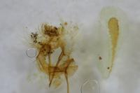 Cnephasia stephensiana