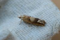 Eucosma conterminana