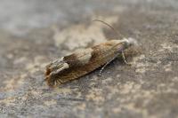 Eucosma conterminana