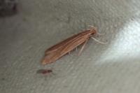 Helcystogramma rufescens