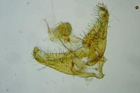 Coleophora milvipennis