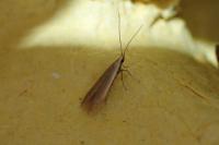 Coleophora milvipennis