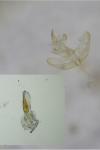 Batia lunaris