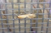 Batia lunaris