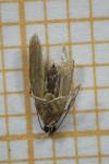 Batia lunaris