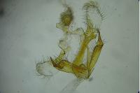 Coleophora glaucicolella