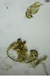 Opostega salaciella