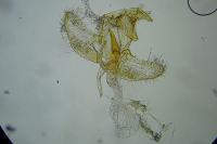 Batia lunaris