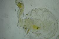 Monochroa cytisella