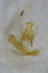 Anacampsis blattariella