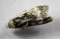 Anacampsis blattariella