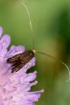 Nemophora metallica