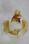 Cochylidia implicitana