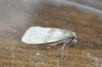Cochylidia implicitana