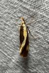 Harpella forficella