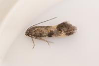 Chrysoesthia sexguttella