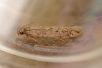 Scrobipalpa instabilella