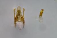 Scrobipalpa instabilella
