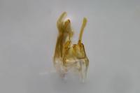 Scrobipalpa instabilella