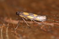 Euspilapteryx auroguttella