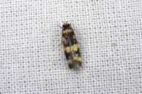 Oegoconia