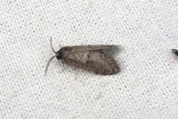 Penestoglossa dardoinella