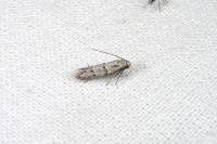 Symmocoides oxybiella