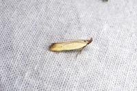 Mesophleps silacella