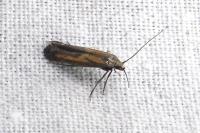 Ochromolopis ictella