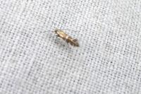 Phyllonorycter
