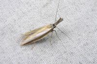 Pleurota aristella