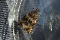 Celypha lacunana