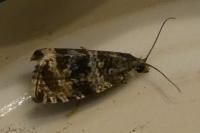 Celypha lacunana