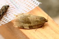 Choristoneura hebenstreitella