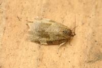 Choristoneura hebenstreitella
