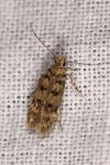 Bryotropha