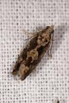 Zeiraphera isertana