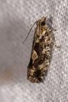 Zeiraphera isertana