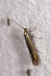 Coleophora