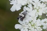 Grapholita compositella