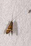 Nemophora degeerella