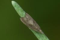 Dichrorampha