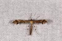 Oxyptilus