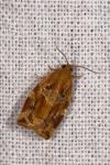 Archips xylosteana